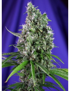 SWEET SEEDS - Sweet Trainwreck Auto - 1