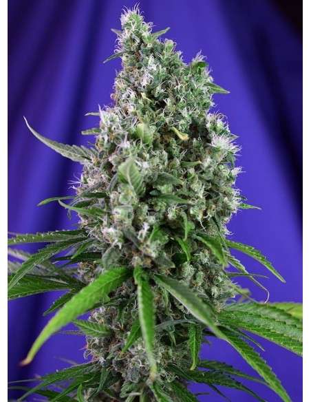SWEET SEEDS - Sweet Trainwreck Auto - 1