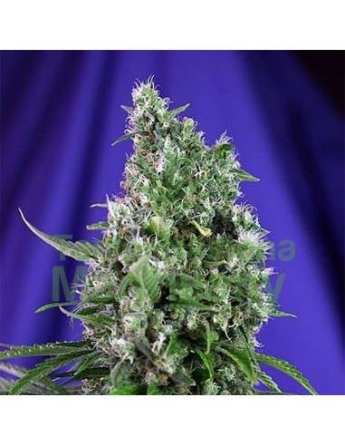 SWEET SEEDS - Sweet Trainwreck Auto - 4