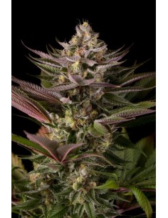 DINAFEM - Blue Kush - 1