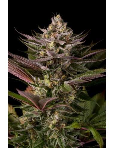 DINAFEM - Blue Kush - 1