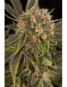 DINAFEM - Blue Kush - 1 2