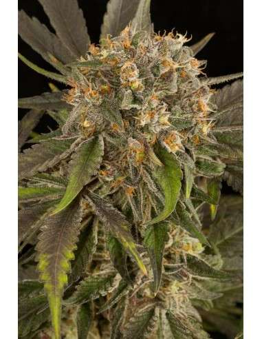 DINAFEM - Blue Kush - 2