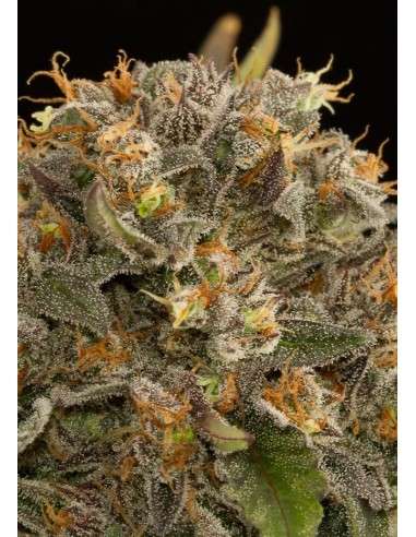 DINAFEM - Blue Kush - 3