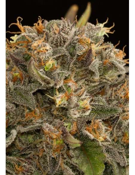 DINAFEM - Blue Kush - 3