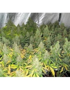 DUTCH PASSION - Auto Mazar - 1 2