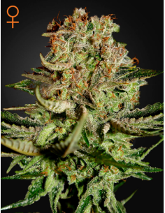 GREEN HOUSE SEEDS - Super Bud - 1