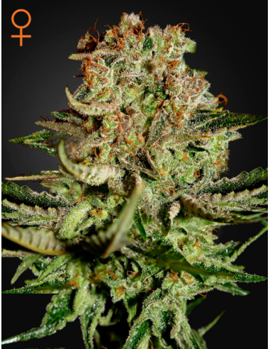 GREEN HOUSE SEEDS - Super Bud - 1
