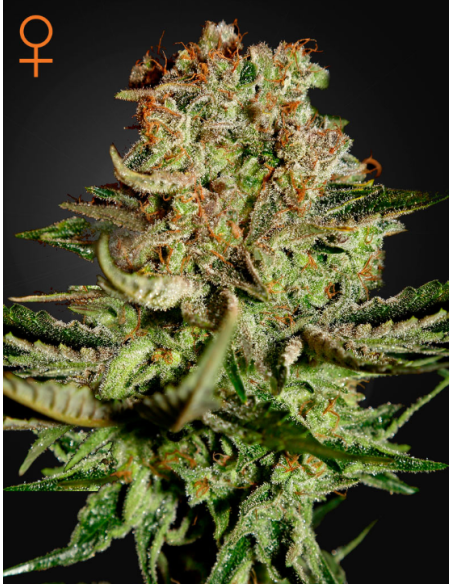 GREEN HOUSE SEEDS - Super Bud - 1
