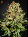 GREEN HOUSE SEEDS - Super Bud - 1