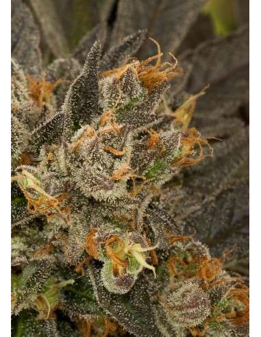 DINAFEM - Blue Kush - 4