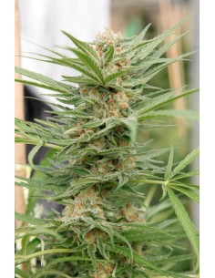 DINAFEM - Critical Cheese - 1