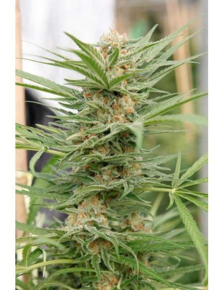 DINAFEM - Critical Cheese - 1