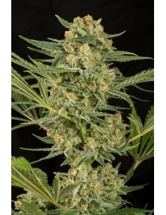 DINAFEM - Critical Cheese - 1 2