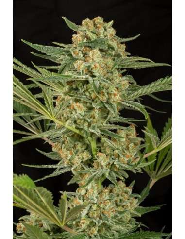 DINAFEM - Critical Cheese - 2