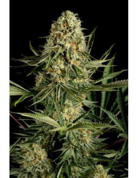 DINAFEM - Critical Cheese - 3