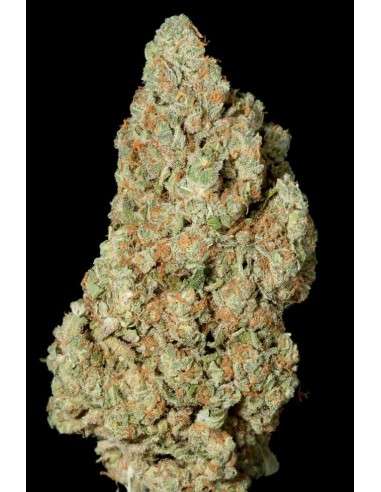 DINAFEM - Critical Cheese - 4