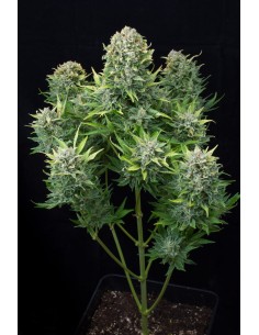 DINAFEM - White Cheese Auto - 1