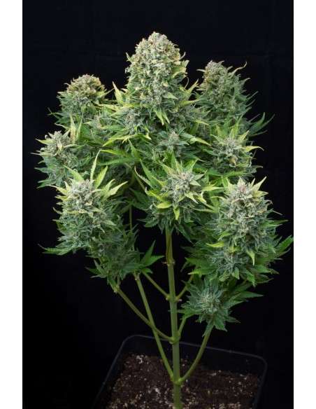 DINAFEM - White Cheese Auto - 1