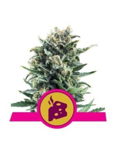 ROYAL QUEEN SEEDS - Blue Cheese - 1