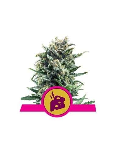 ROYAL QUEEN SEEDS - Blue Cheese - 1