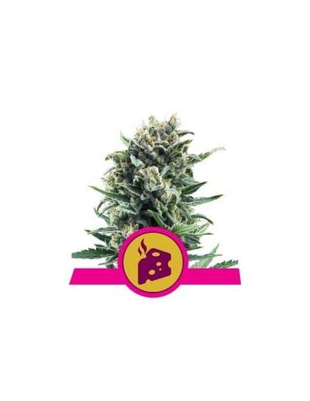 ROYAL QUEEN SEEDS - Blue Cheese - 1