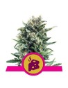 ROYAL QUEEN SEEDS - Blue Cheese - 1