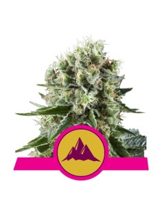 ROYAL QUEEN SEEDS - Critical Kush - 1