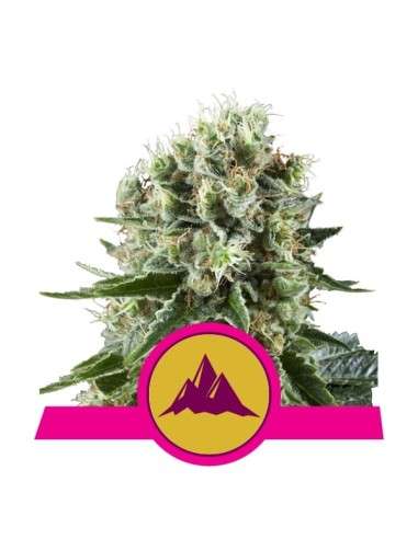 ROYAL QUEEN SEEDS - Critical Kush - 1