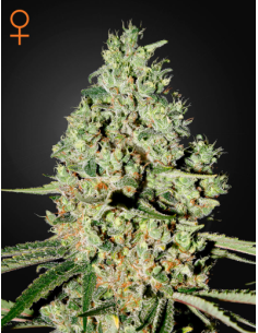 GREEN HOUSE SEEDS - Super Critical - 1