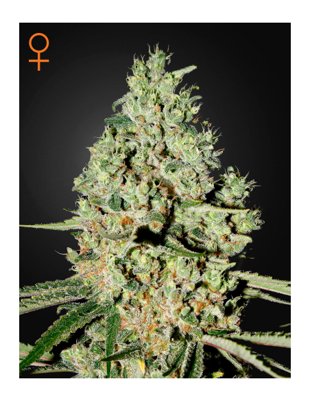 GREEN HOUSE SEEDS - Super Critical - 1