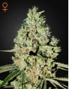 GREEN HOUSE SEEDS - Super Critical - 1
