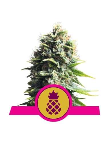 ROYAL QUEEN SEEDS - Pineapple Kush - 1