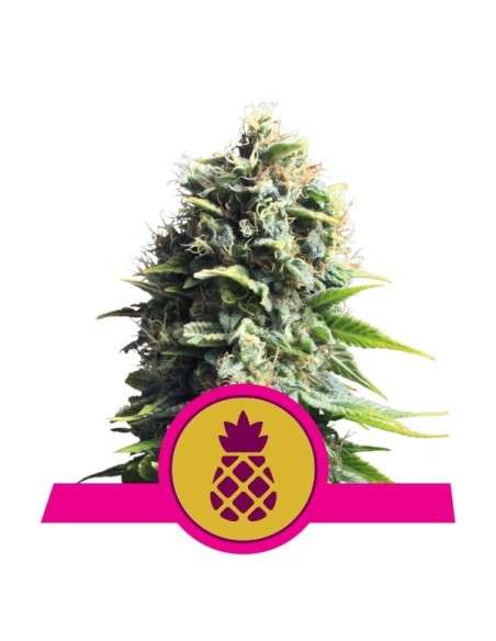 ROYAL QUEEN SEEDS - Pineapple Kush - 1