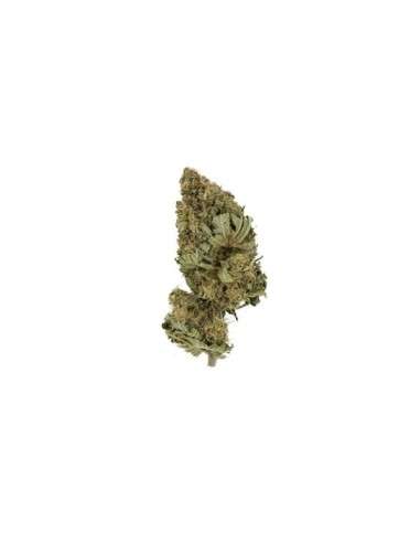 ROYAL QUEEN SEEDS - Pineapple Kush - 2