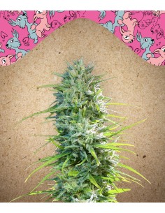 FEMALE SEEDS - SexBud - 1
