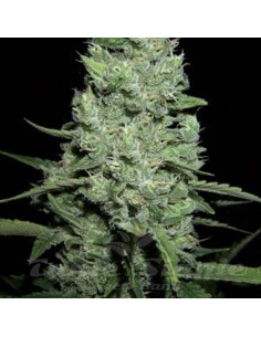 AMARANTA SEEDS - AK-47 Automatic - 1