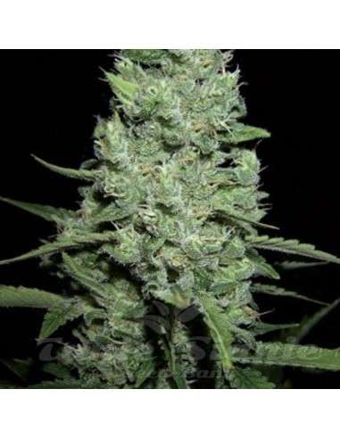 AMARANTA SEEDS - AK-47 Automatic - 1