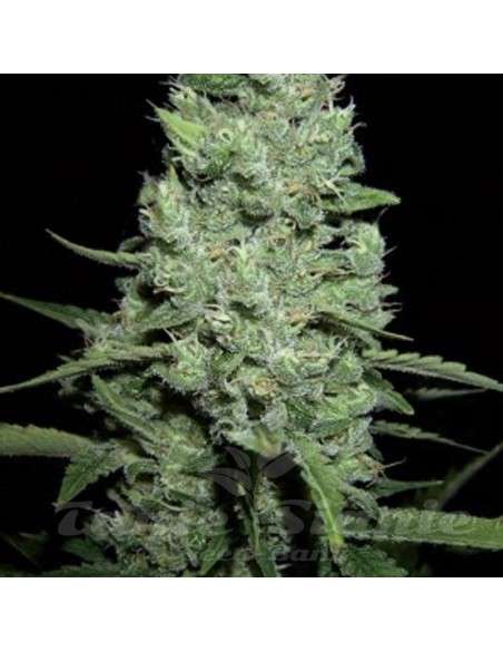 AMARANTA SEEDS - AK-47 Automatic - 1