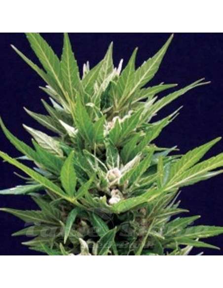 AMARANTA SEEDS - Amarant Automatic - 1