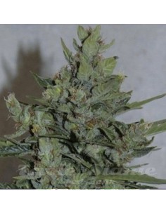 AMARANTA SEEDS - Amarant Dwarf - 1