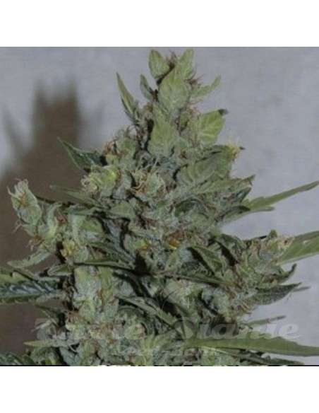 AMARANTA SEEDS - Amarant Dwarf - 1