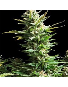 AMARANTA SEEDS - Amnesia Haze - 1