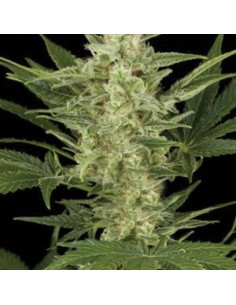 AMARANTA SEEDS - Birrie Jack Auto - 1