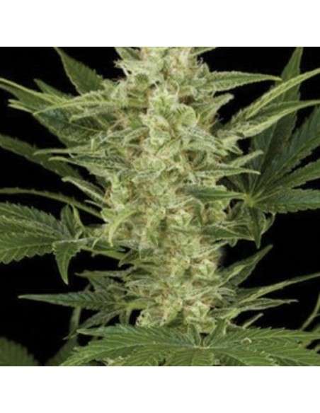 AMARANTA SEEDS - Birrie Jack Auto - 1