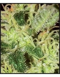 GREEN HOUSE SEEDS - Super Critical - 1 2
