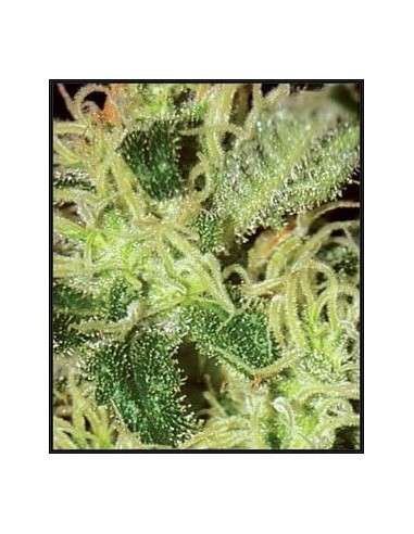 GREEN HOUSE SEEDS - Super Critical - 2