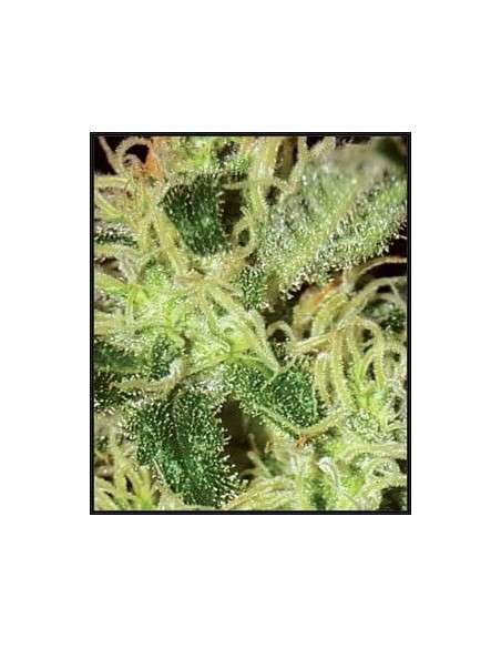 GREEN HOUSE SEEDS - Super Critical - 2