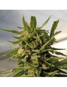 AMARANTA SEEDS - Critical - 1