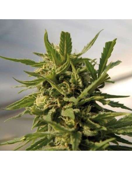 AMARANTA SEEDS - Critical - 1